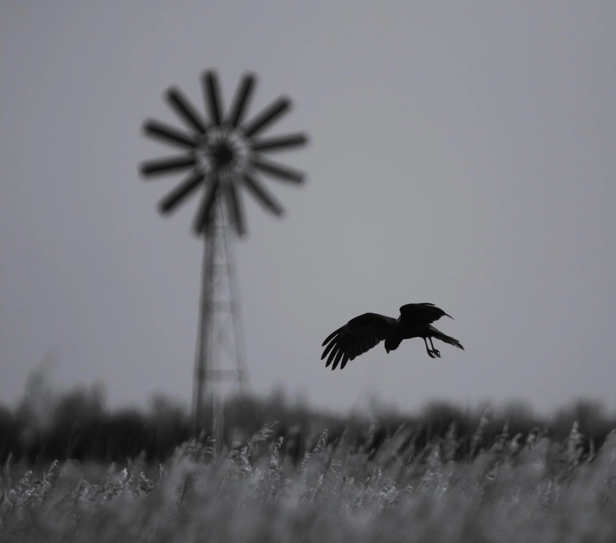 wildlife nick tweet media