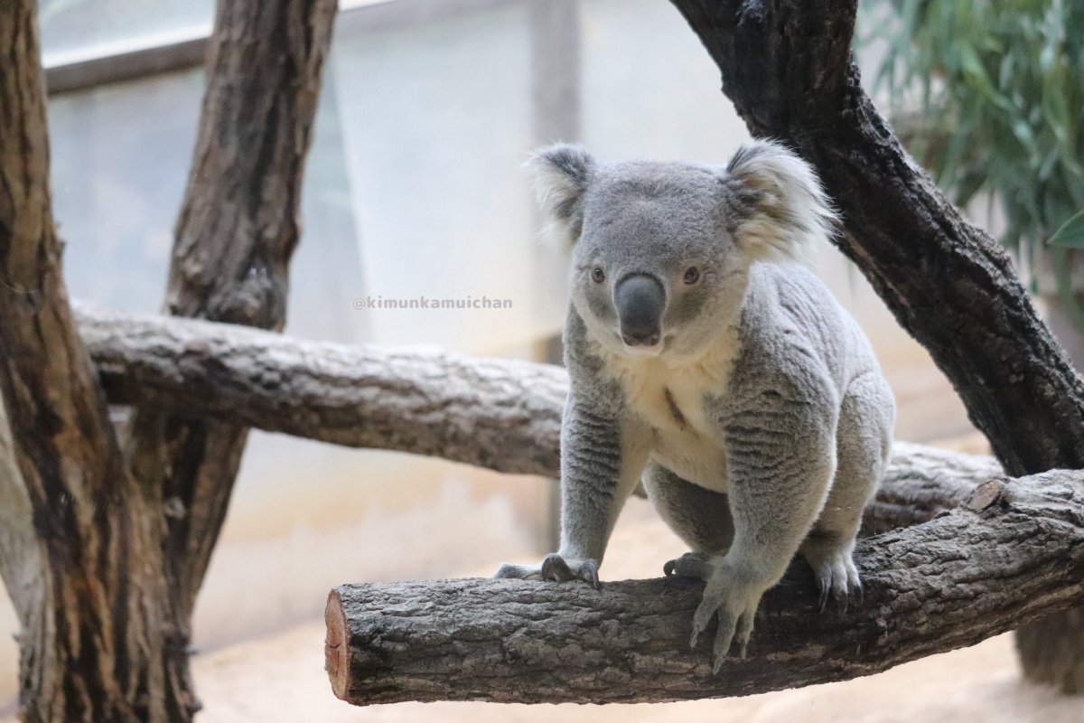 コニチワデース🐨✨ 2026.01 #スカイ #東山動植物園 #コアラ