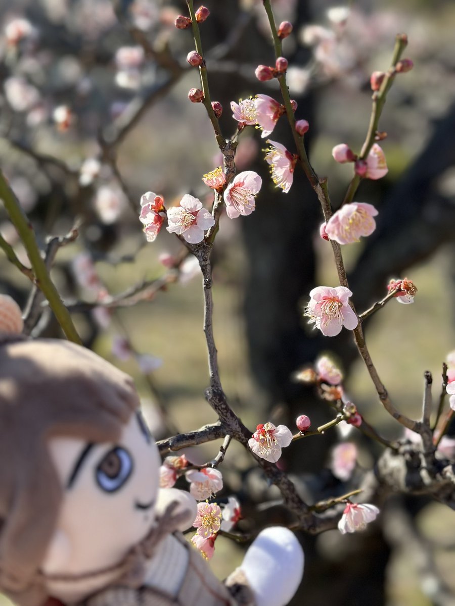 梅だね、まりぃ