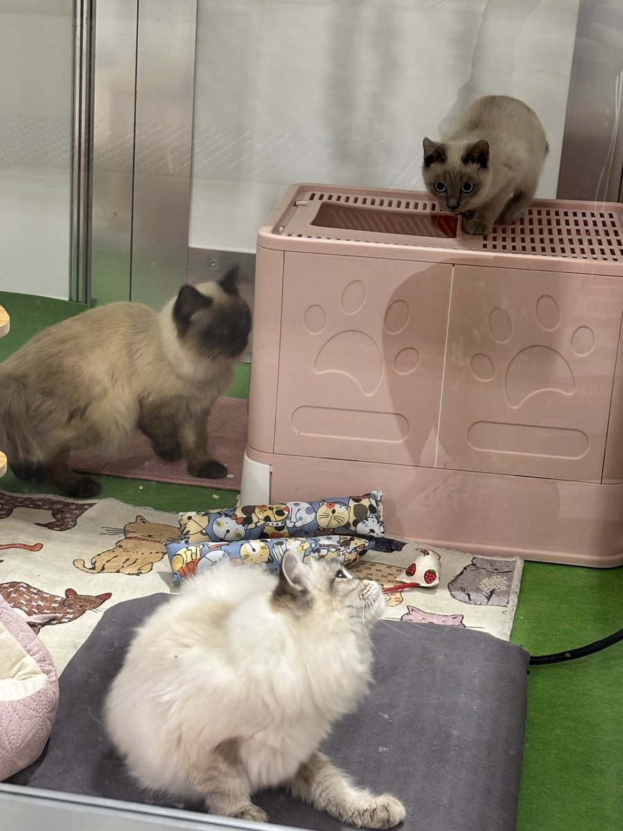 wannyandome's tweet photo. #わんにゃんドーム2026
ネコちゃんたちも会場でお待ちしております🐈😺

常滑市のAichi Sky Expoで開催中‼️ https://t.co/2yrFGv0ZsK