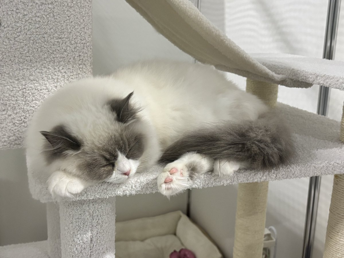 wannyandome's tweet photo. #わんにゃんドーム2026
ネコちゃんたちも会場でお待ちしております🐈😺

常滑市のAichi Sky Expoで開催中‼️ https://t.co/2yrFGv0ZsK