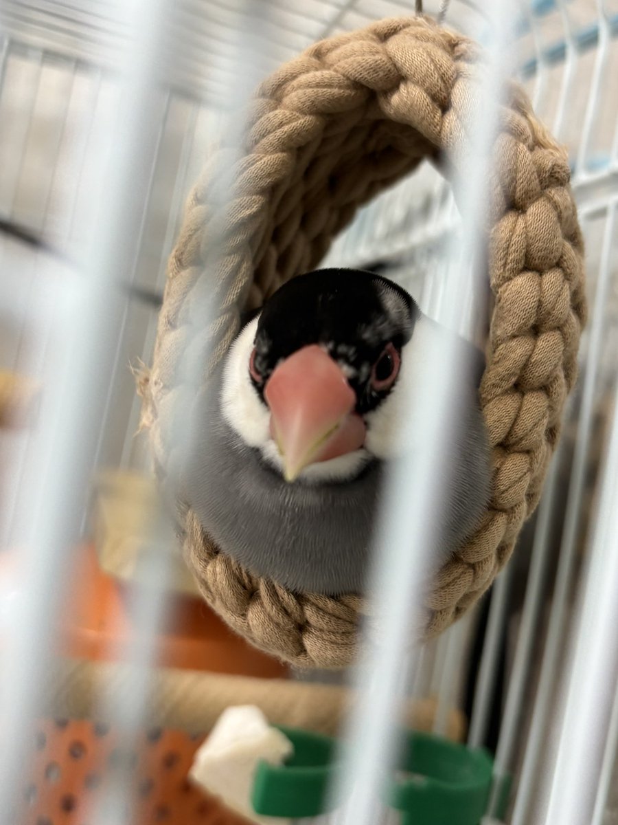 ムラハチ (@layzner_v_max) on Twitter photo 