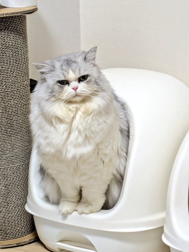 gorosankiroku's tweet photo. トイレコレクション
(全部違う日)

#猫
#ミヌエット
#ねこのいる生活
#猫のいる暮らし https://t.co/bu8VzeIY51