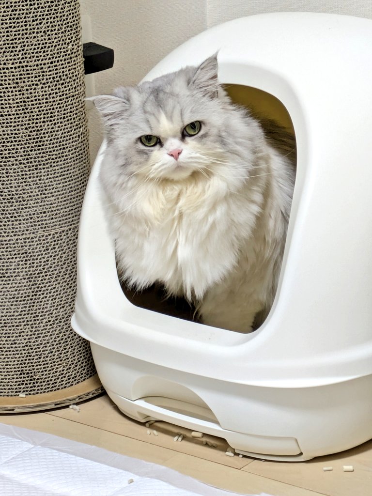 gorosankiroku's tweet photo. トイレコレクション
(全部違う日)

#猫
#ミヌエット
#ねこのいる生活
#猫のいる暮らし https://t.co/bu8VzeIY51