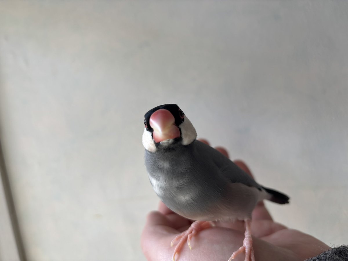 ムラハチ (@layzner_v_max) on Twitter photo 