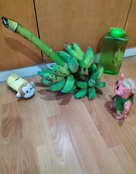 ChrisCsd1's tweet image. #Bangkok #Fruit #Bananas Cud &amp;amp; Milk, are 'going bananas' about this bunch!