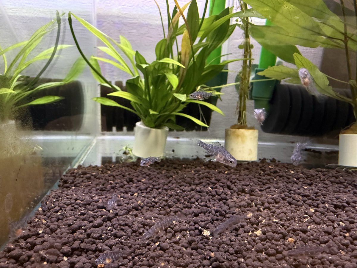 Dicrossus filamentosus稚魚がそれらしくなってきた😊