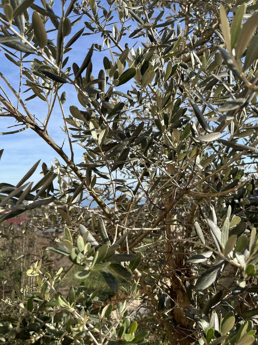 günaydın.. bugün misss gibiyizz 🧷✨