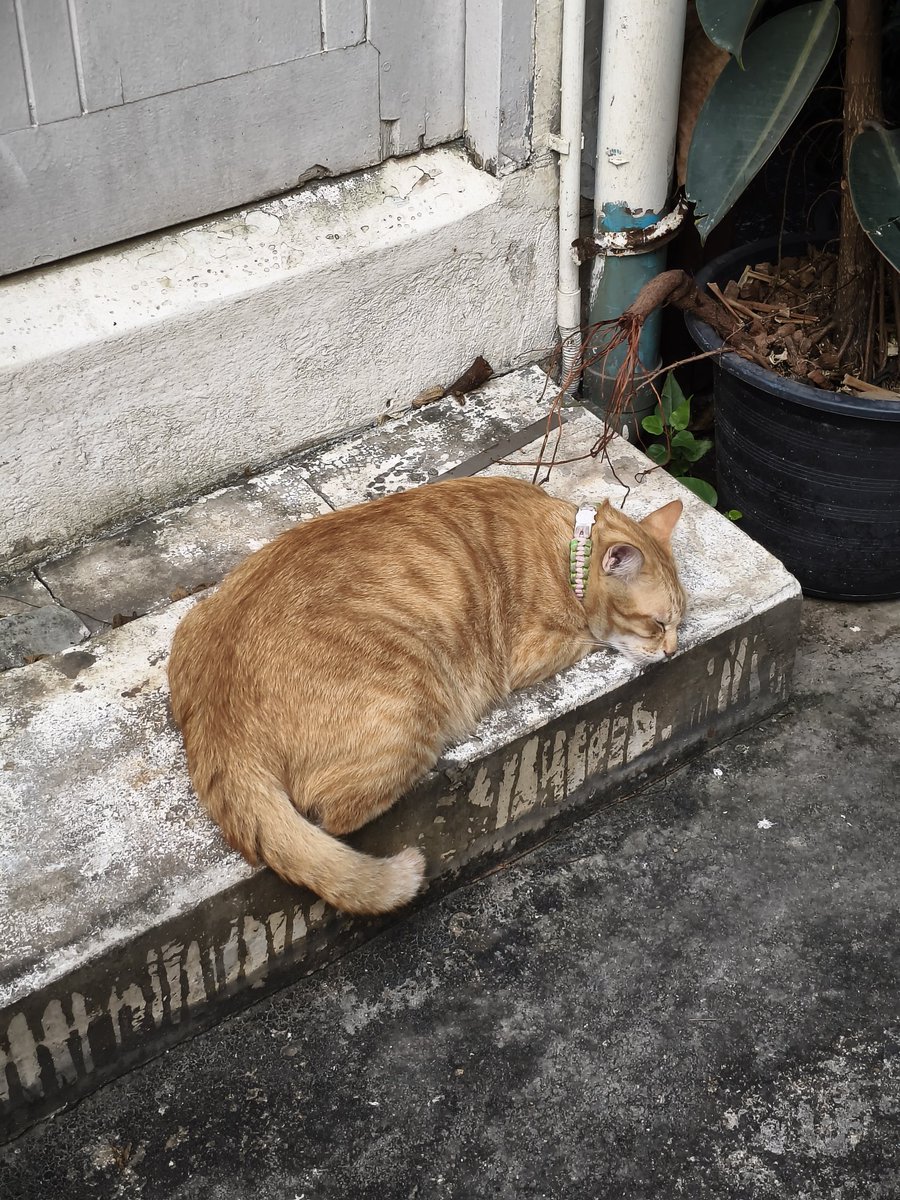 ชอบมากกก ชอบไปคาเฟ่พบหน้า
เพื่อกินกาแฟ ❌
เพื่อเจอน้อนบ้อบบี้ ✔️✨