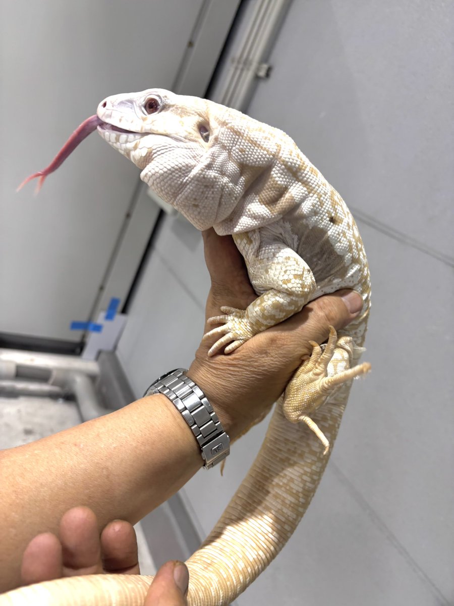 SAURIA守口店 tweet media