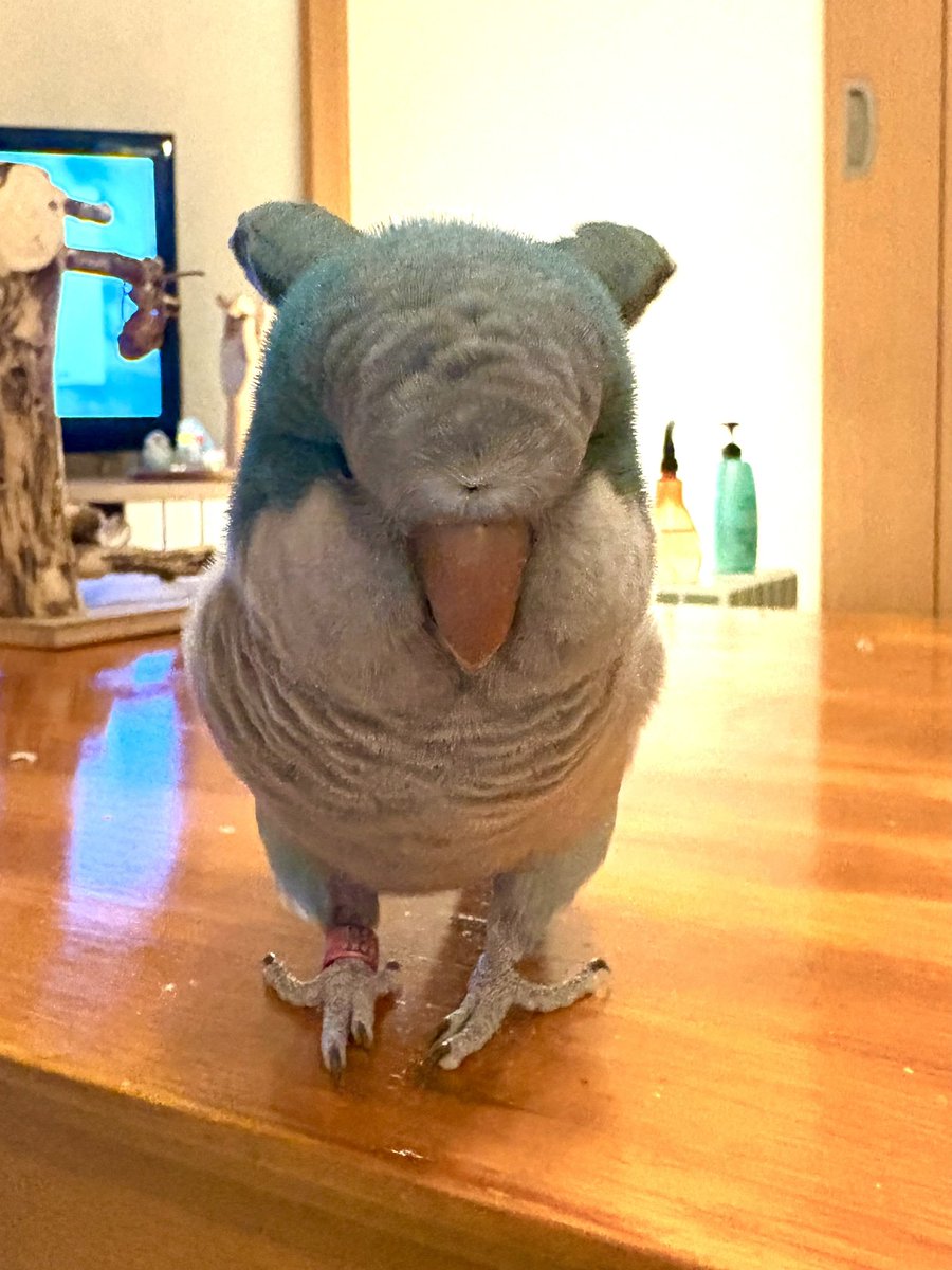 ねこさんかな？うさぎさんかな？🫶
#オキナインコ