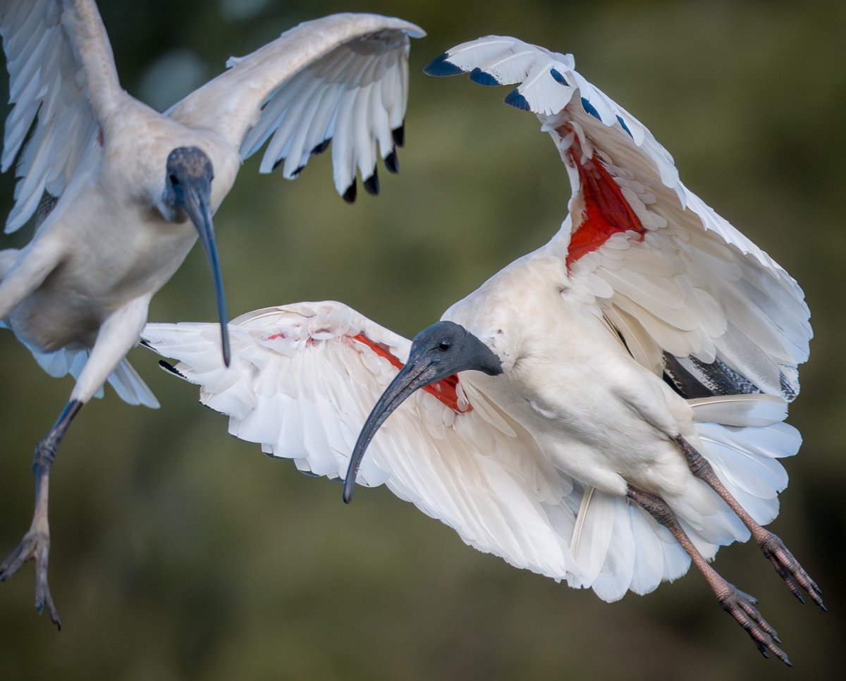 White Ibis - Jerrabomberra Wetlands