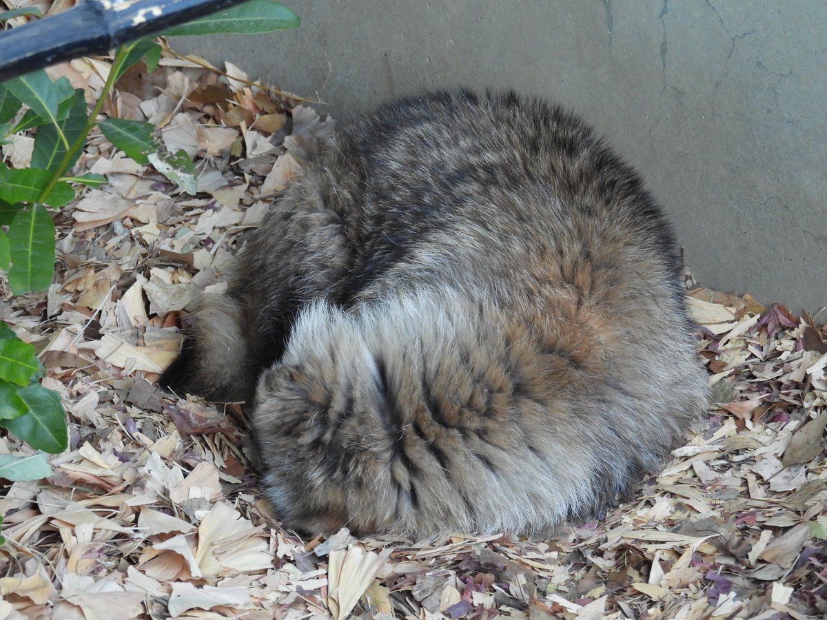 最近よく見られる光景です。
エサは一緒に食べるのに、寝るときは別々です。
仲がいいのか悪いのか…。

＃仲良し or ケンカ
＃ホンドタヌキ
#ポンコとポタコ
＃和の森わんぱーくこうちアニマルランド