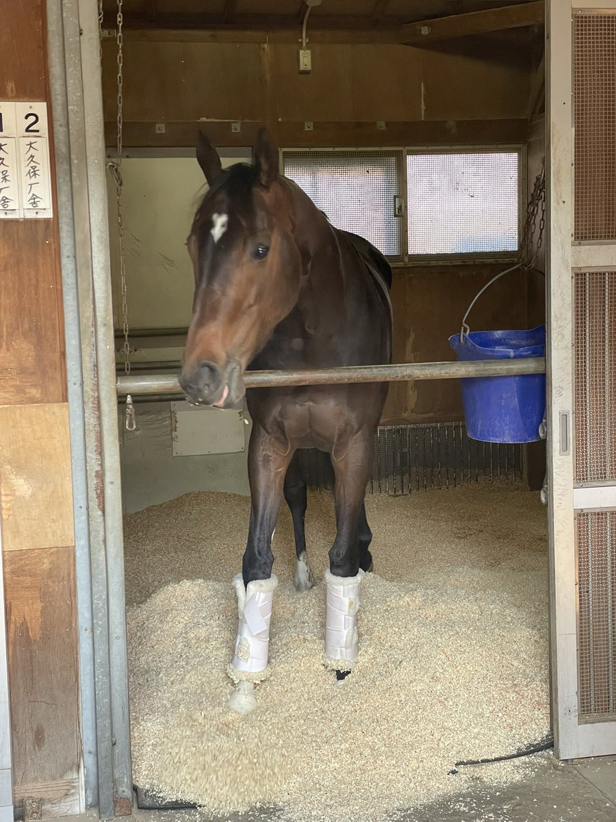 #ダブルハートボンド が東京競馬場に到着しました！
#フェブラリーステークス