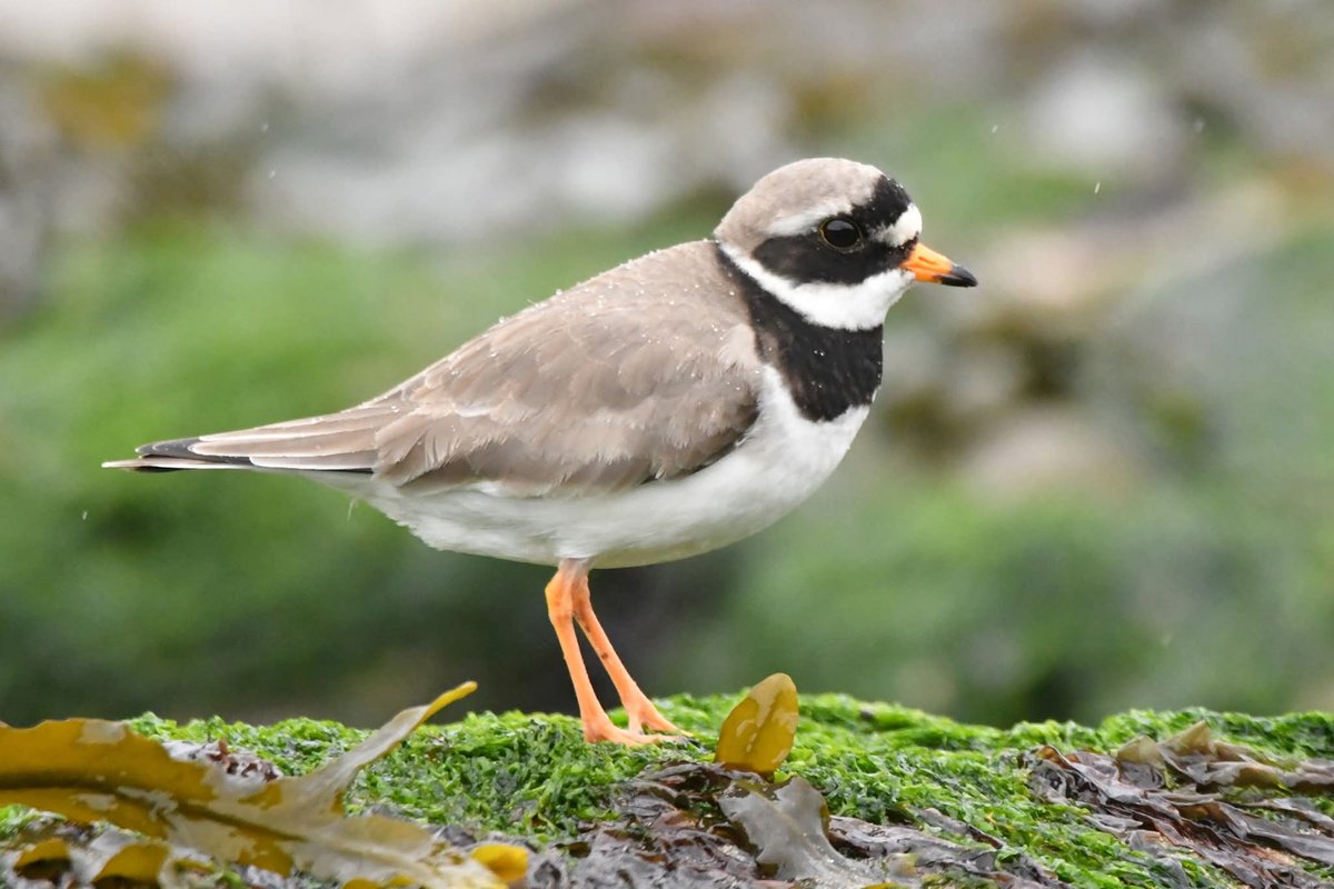 nealesmithworld's tweet photo. Common Ringed Plover 
Bude Cornwall 〓〓
#Bude #Cornwall 
#CommonRingedPlover https://t.co/22OIkSRLuk