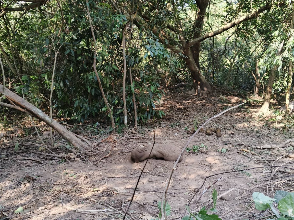 สุดเศร้า! แม่ช้างป่าเขาใหญ่ตกลูกใกล้
 ติดขอบชายป่ากับสนามกอล์ฟรอยัลฮิลล์ ซึ่งเป็นพื้นที่แนวกันชน (Buffer Zone) 

 เจ้าหน้าที่ได้เฝ้าสังเกตการณ์ในระยะที่ปลอดภัย และพบภาพพฤติกรรมสัตว์ป่าที่หาดูได้ยาก โดยมีแม่ช้างและช้างพี่เลี้ยงคอยประคองดูแลลูกช้างที่เพิ่งลืมตาดูโลกอย่างไม่ห่างกาย