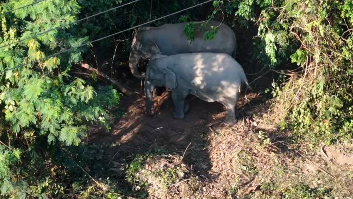 𝙁𝙤𝙧𝙚𝙨𝙩 𝙛𝙤𝙧 𝙒𝙞𝙡𝙙𝙡𝙞𝙛𝙚 tweet media