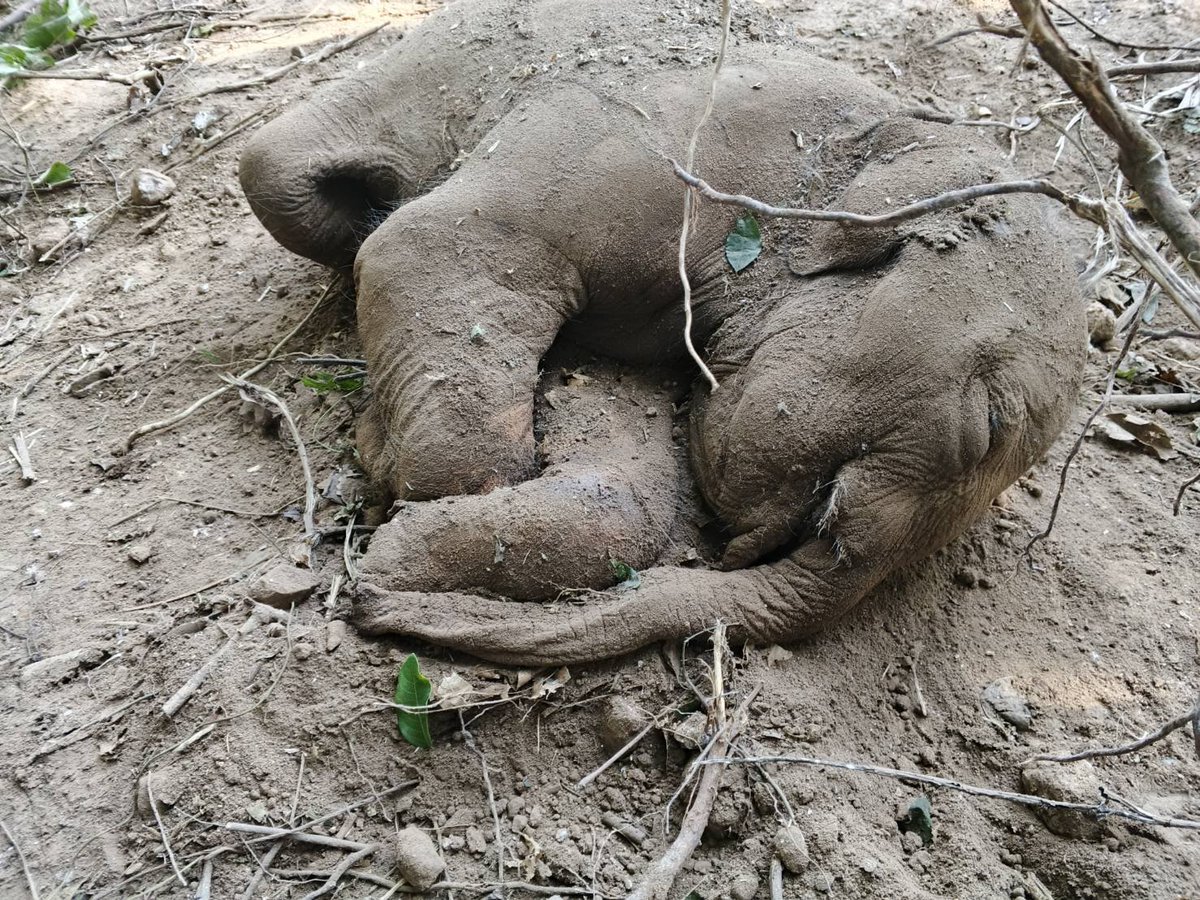 𝙁𝙤𝙧𝙚𝙨𝙩 𝙛𝙤𝙧 𝙒𝙞𝙡𝙙𝙡𝙞𝙛𝙚 tweet media