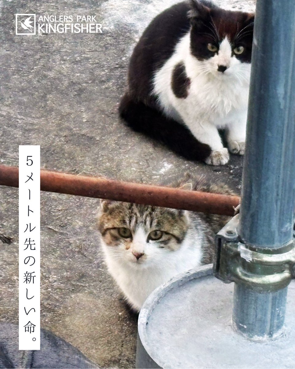 5メートル先の新しい命。】 こちらを睨む2匹の子猫。 昨日は7mまで