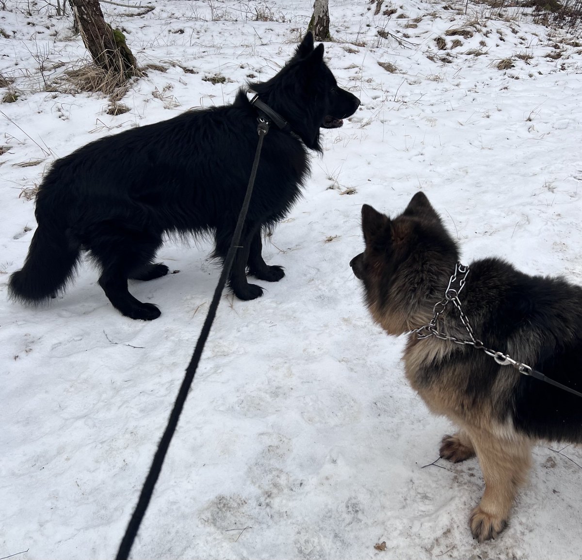 Zaklinacz Łosiów tweet media