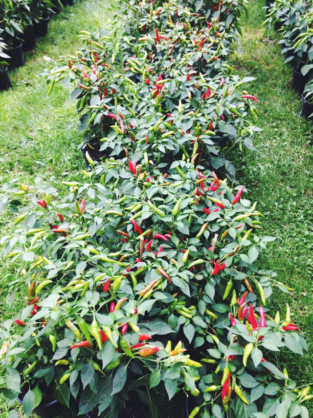 BiserukaEmmanu1's tweet photo. From nursery to field, Capsicum annuum proves that smart agronomy can turn small plots into high value production 🌶️
Youth in agriculture: this is your opportunity fast growing, high market demand, and scalable from backyard to agribusiness. #AgriYouth #CropScience https://t.co/vd6NzjbVTL