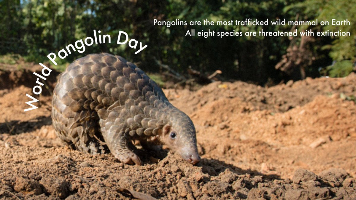 World Animal Protection Africa tweet media