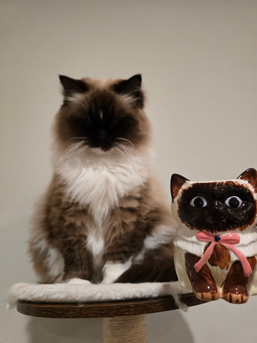 MeowRay@hachyderm.io tweet media