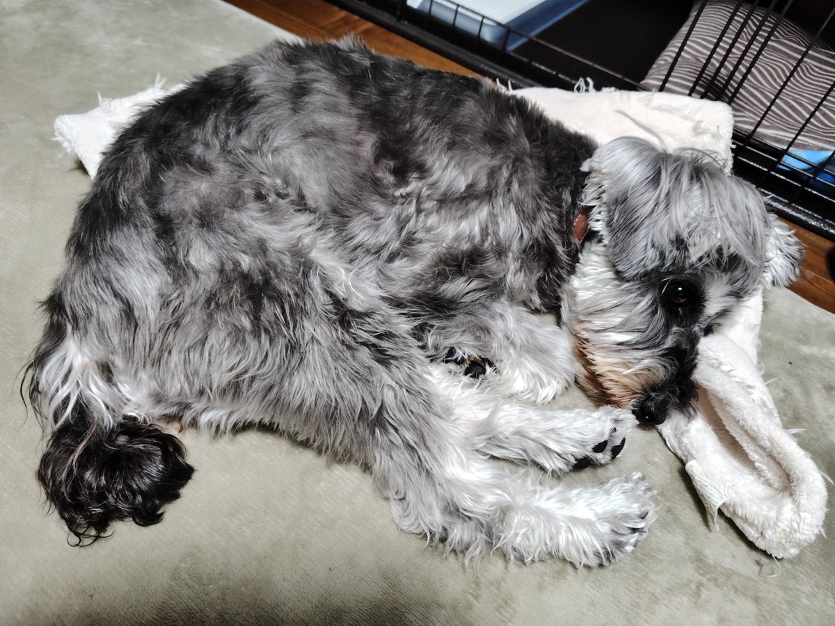 無事ドッグスクール卒業しました！
もうちょいかかる予定だったのが早巻き◎

足ピーン

#ミニチュアシュナウザー