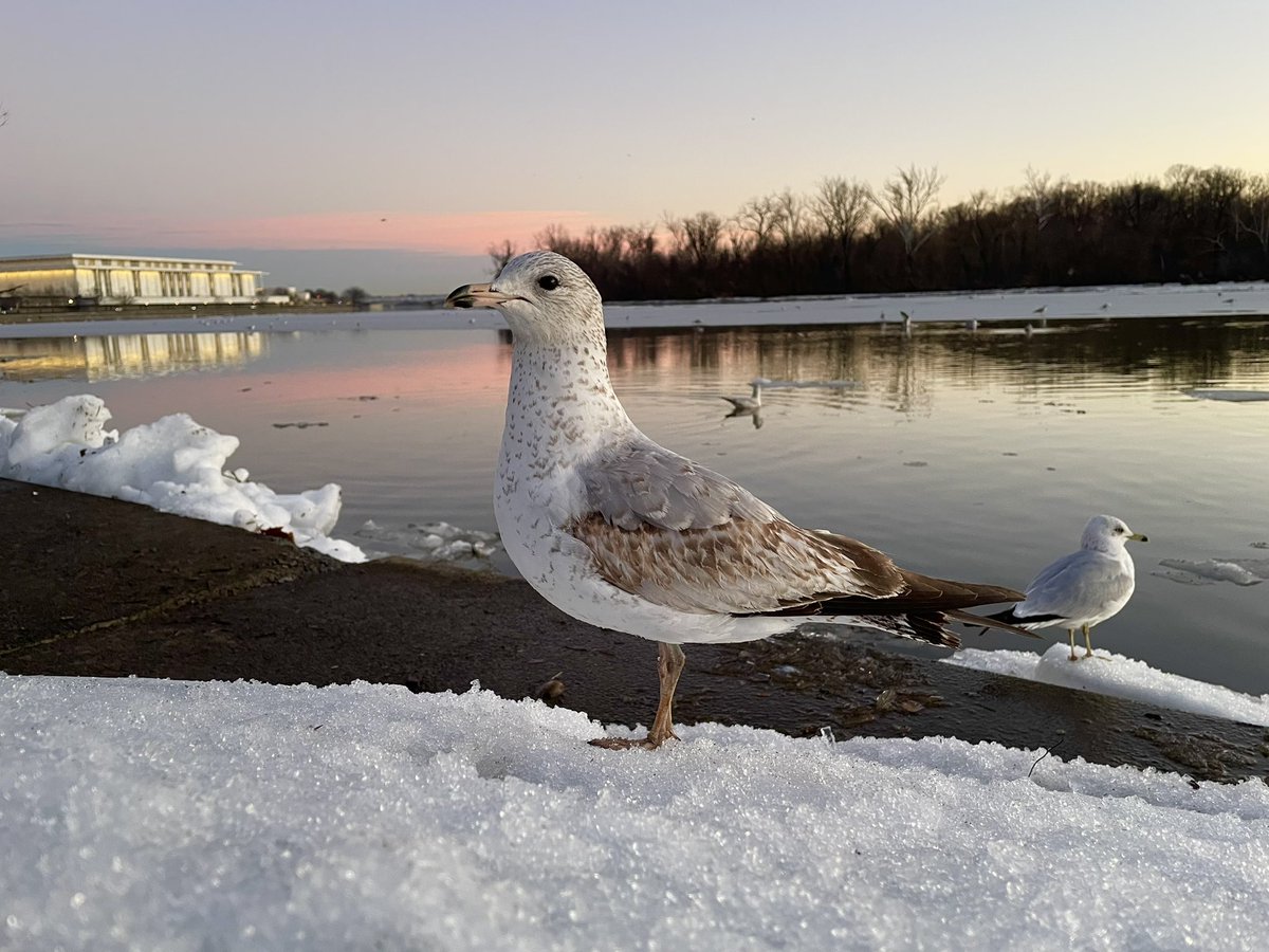 C on the scene tweet media