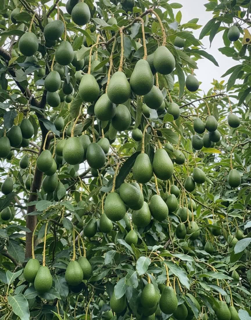 bennygold247's tweet image. May your weekend be fruitful