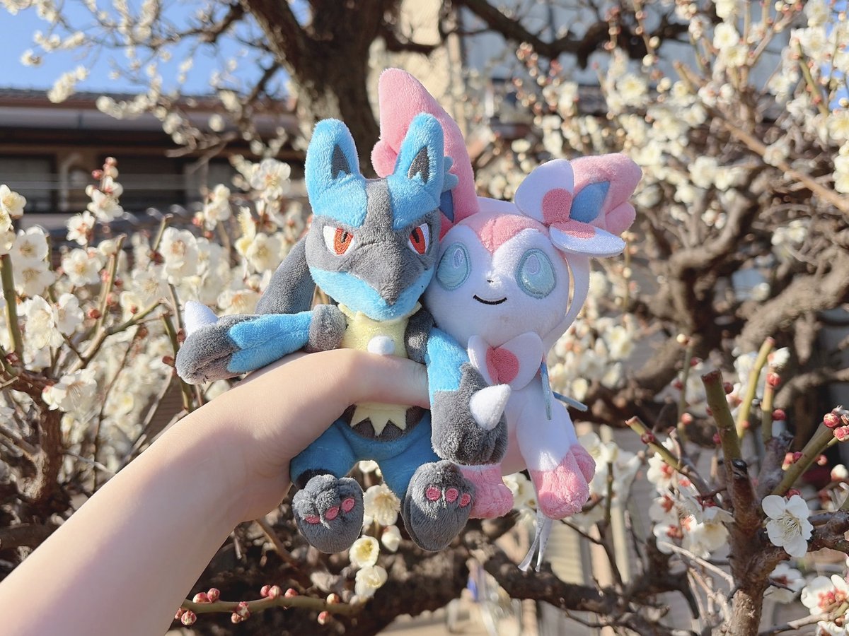 nyomioo's tweet photo. 家の梅が咲いてたので撮りました🌸
ルカリオ×ニンフィア( ˊᵕˋ ) https://t.co/Qam0EDko2J