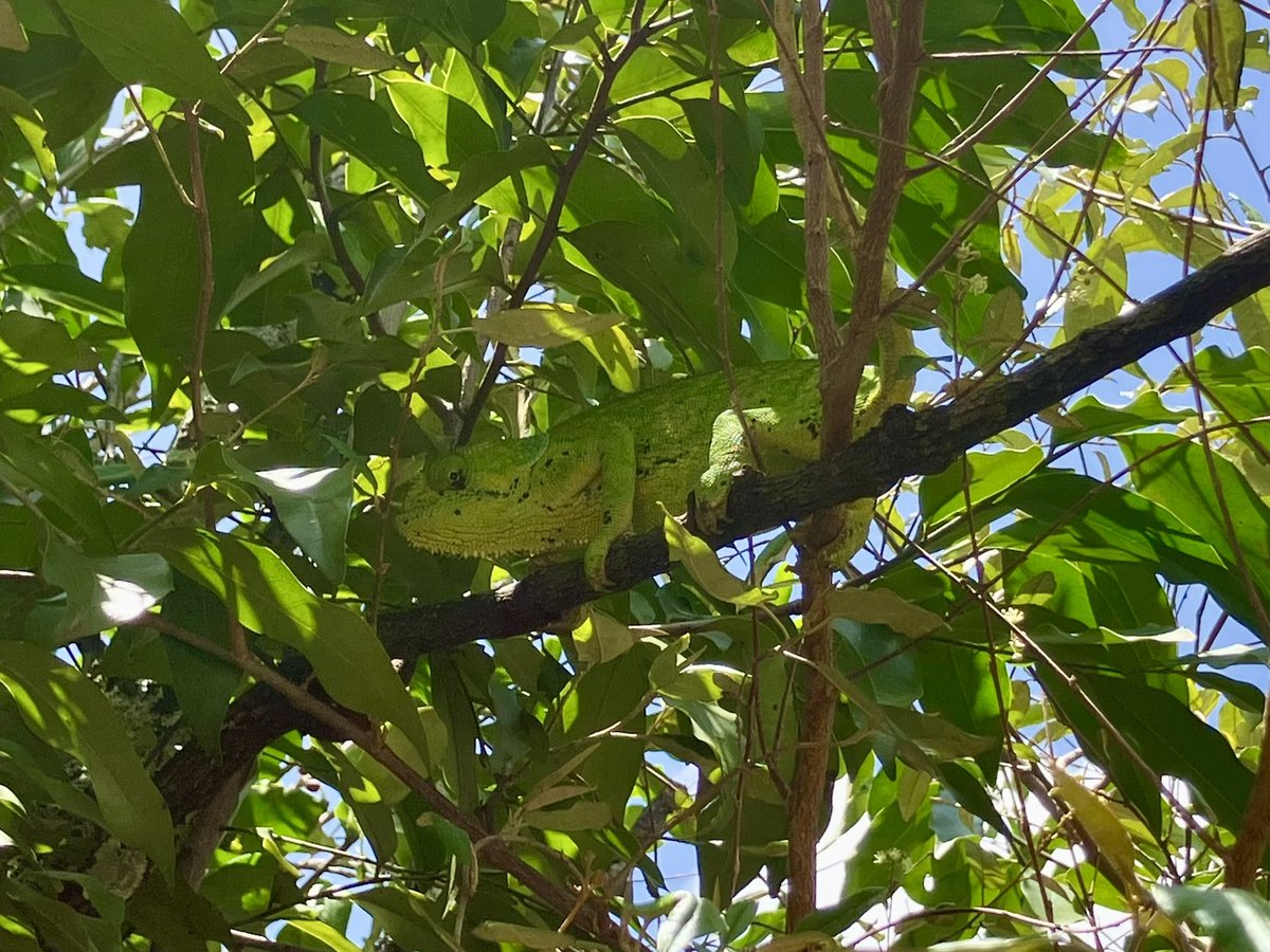 snakeecology's tweet photo. フラップネックカメレオン（Chamaeleo dilepis）？
人生初の野生カメレオン！
しかもカメラ目線👀 https://t.co/LWx1SLFTQD