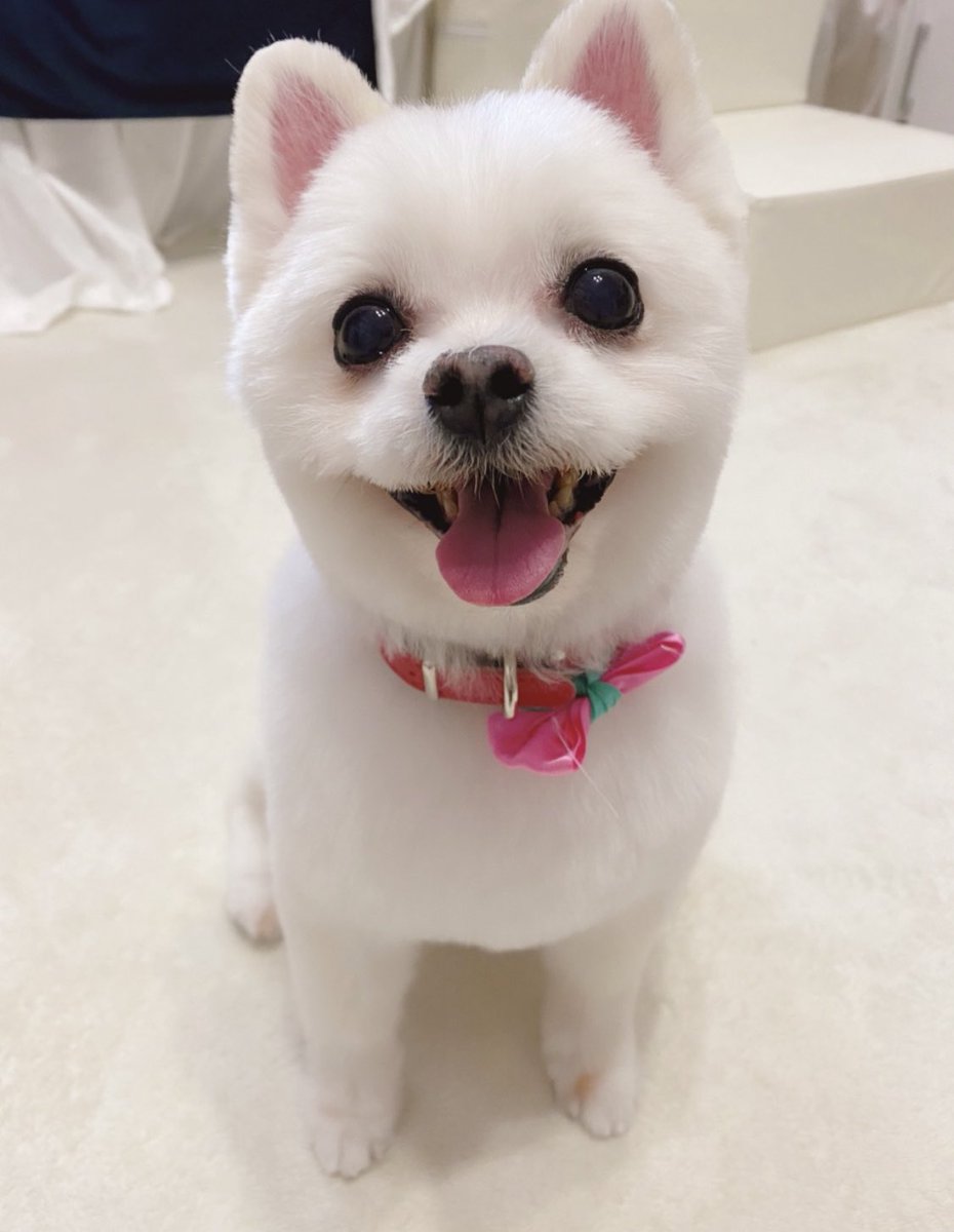 にしのん🦖🍚 4/27 Vデビュー4周年🌟 Vapenginアンバサダー‼︎ tweet media