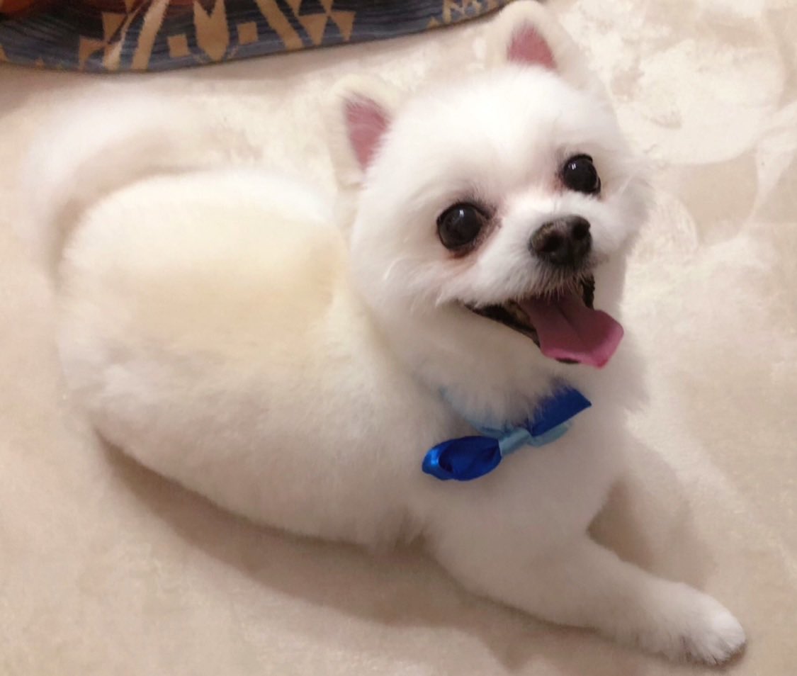 にしのん🦖🍚 4/27 Vデビュー4周年🌟 Vapenginアンバサダー‼︎ tweet media