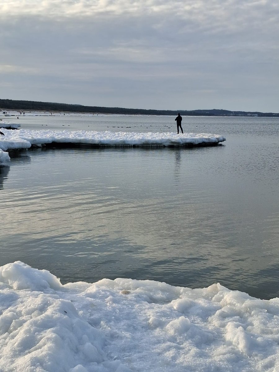 Funny-cat tweet media