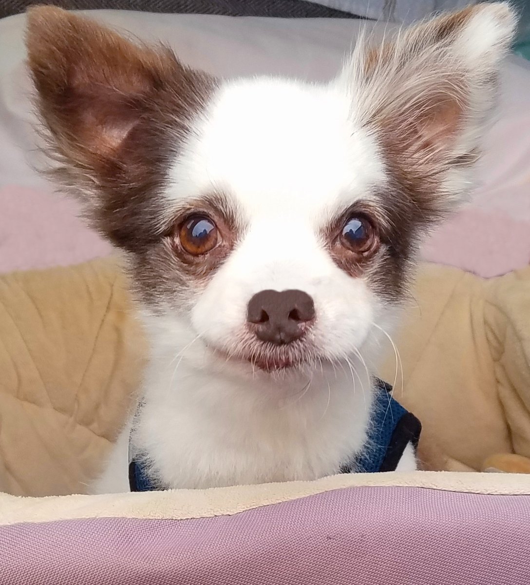 Our BooMobile🚗broke!
But a supa nice guy at da auto parts store installed a part for FREE! Kindness for da win!🎉
Then, Mama's compooter fried! It's gettin fixed for 200 Bones so we on her rickity ol' laptop!😂
NEW store fings almost ready! Any guesses?🤔
RETWEET🙏❤️🐶
#dogsofX