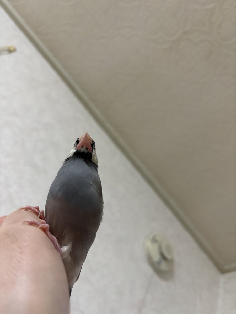 ムラハチ (@layzner_v_max) on Twitter photo 