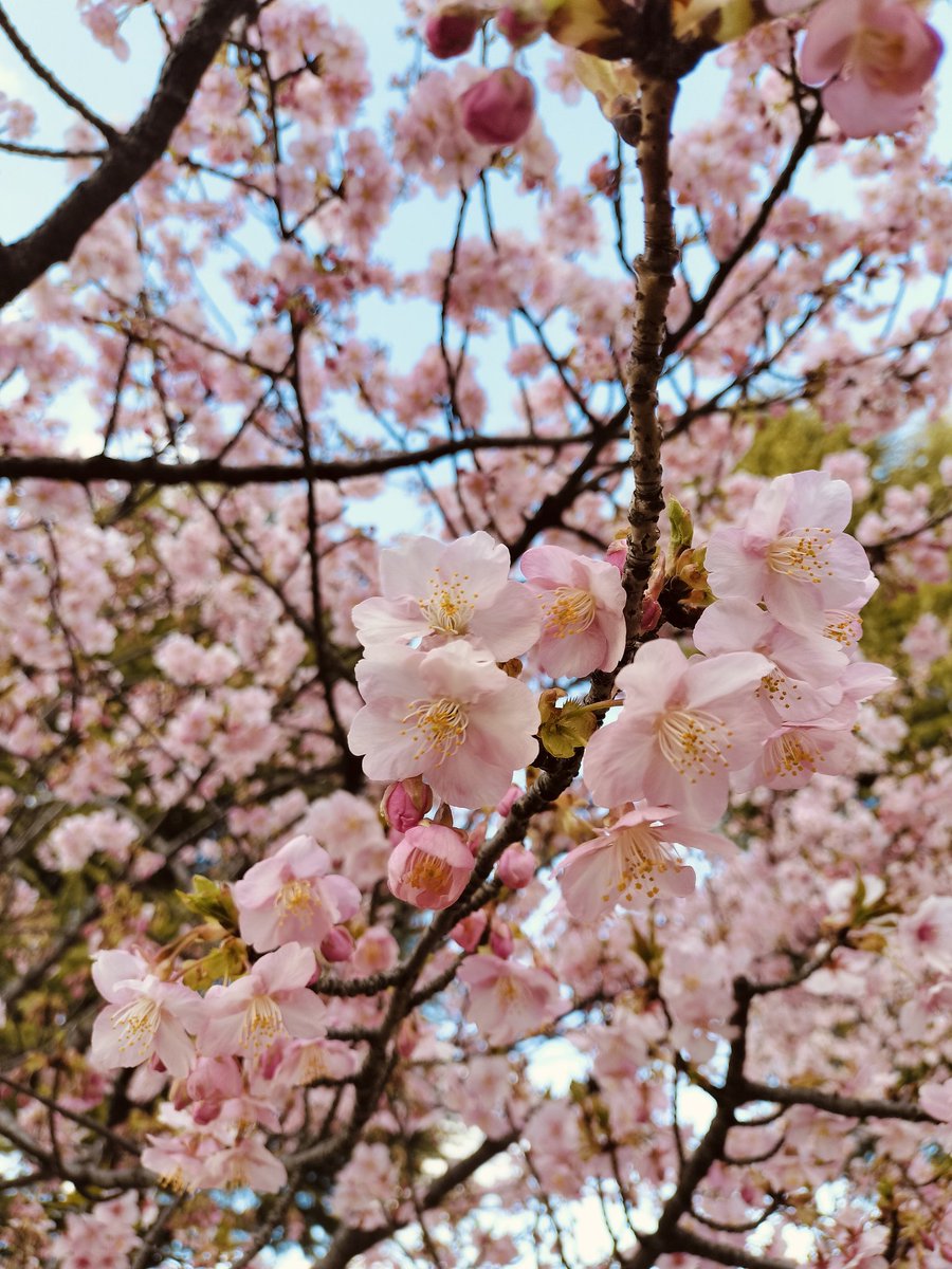 uresimiosashimi's tweet photo. 河津桜だってー
桜⋯
春の足音ですな。 https://t.co/iBgTD7DqK8