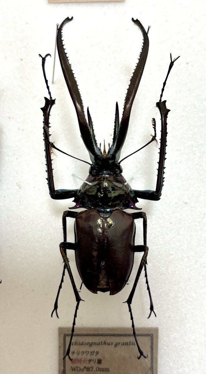 Stag&Stuck (@StagStuck19358) / Posts / X