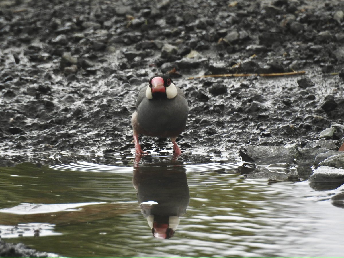 Nise🐦 tweet media