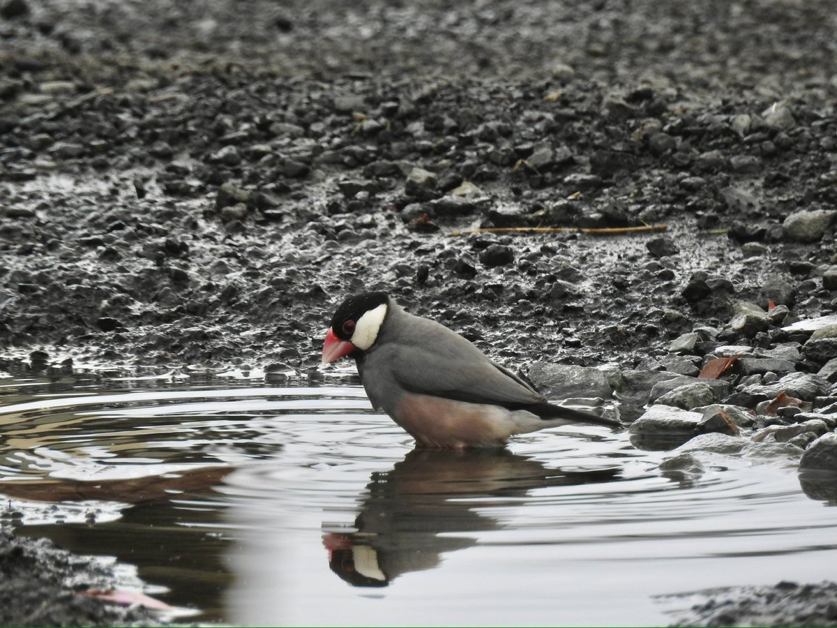 Nise🐦 tweet media