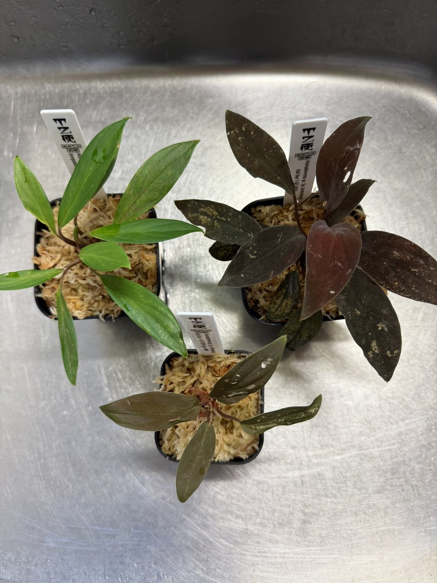 東南亜細亜植物採取家 TZ便 tweet media