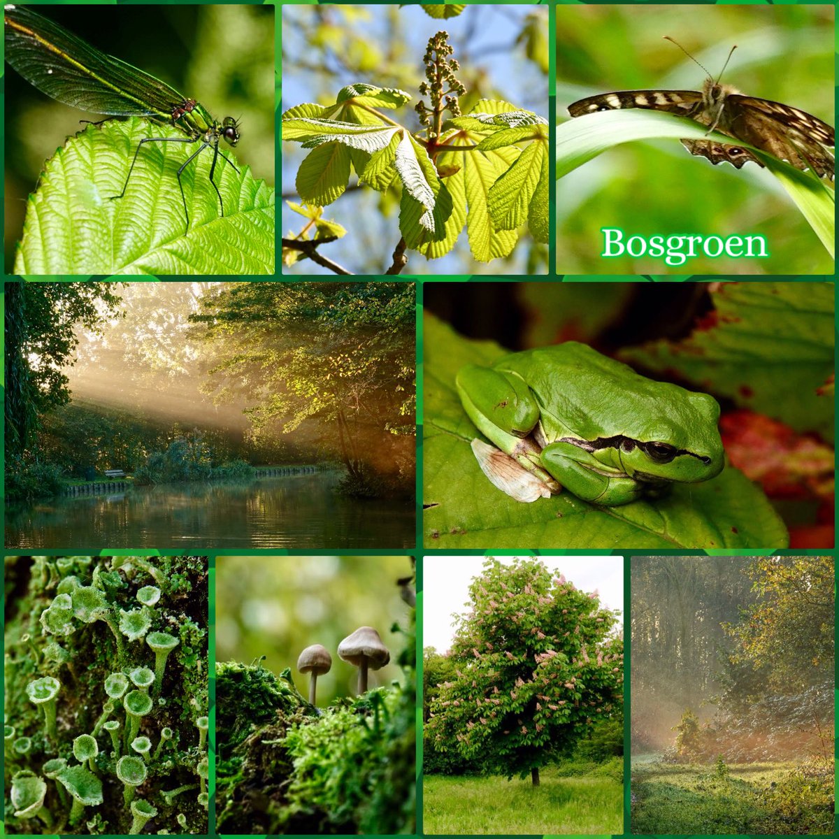 adriana57's tweet photo. Goedemorgen, #KleurInDeNatuur #dag21 #bosgroenrgb 035,140,035 #ColorInNature #day21 #ForrestGreen โฆ@ChrRolandโฉ
Fijne zaterdag๐๐ป๐ฒ๐ณ https://t.co/8x9yg7JR1q