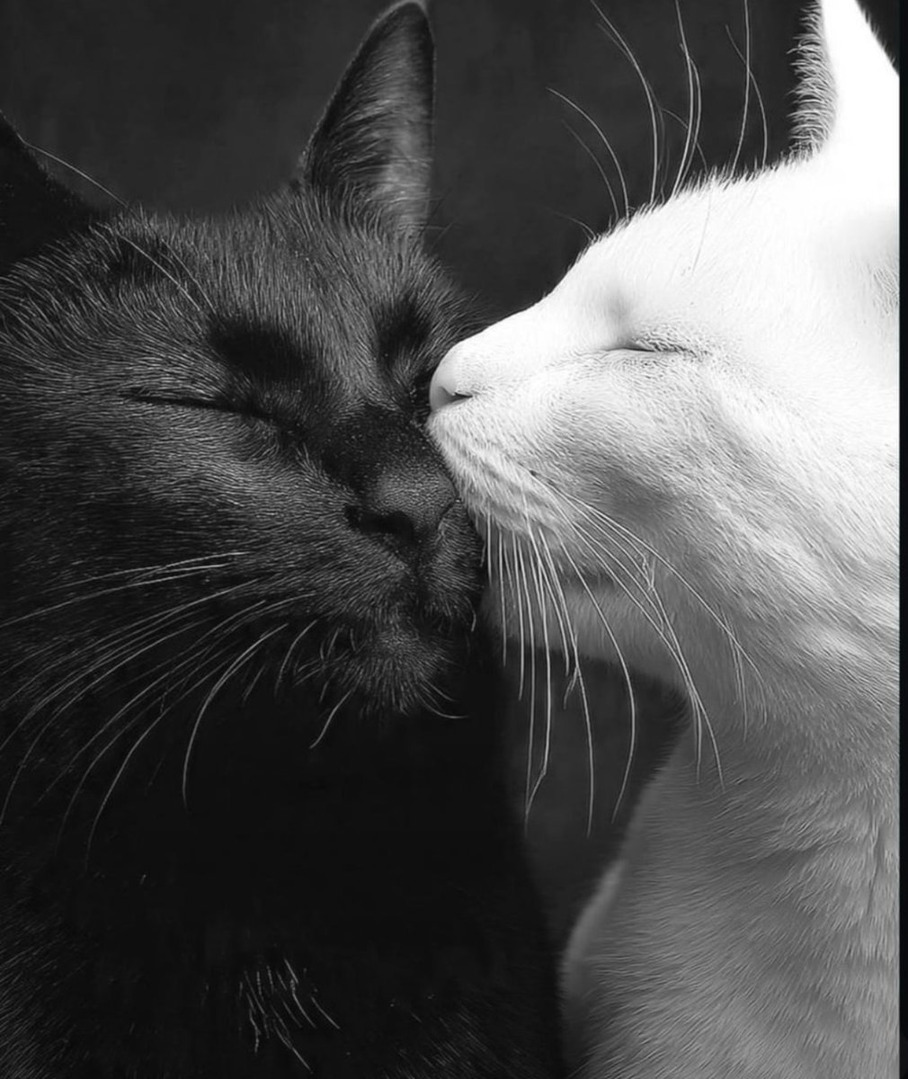 catshealdeprsn's tweet image. He bought flowers for his girlfriend, but his cat is convinced they're for her.