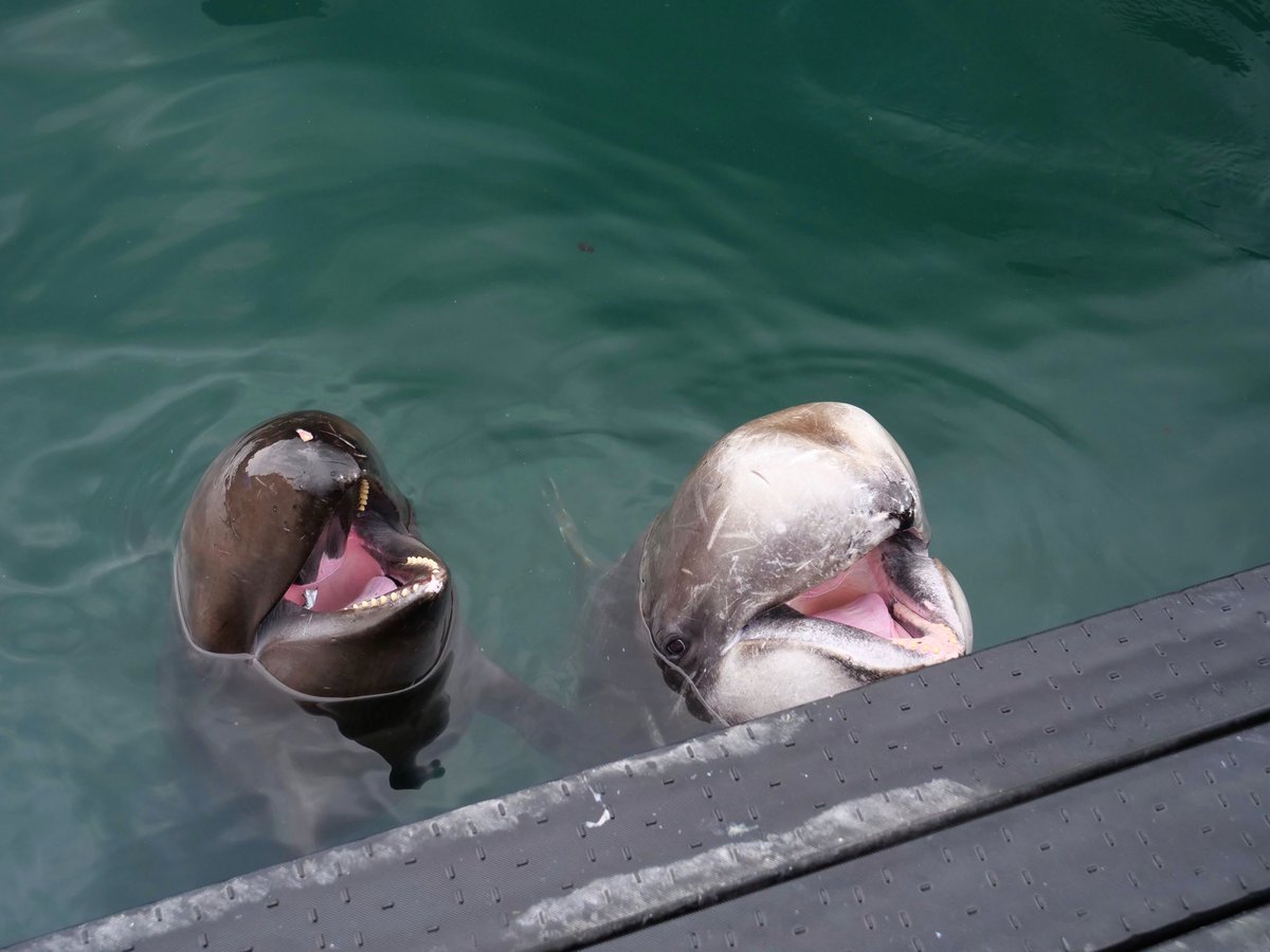 和歌山県の「太地町立くじらの博物館」へ行ってきたよ。 クジラと