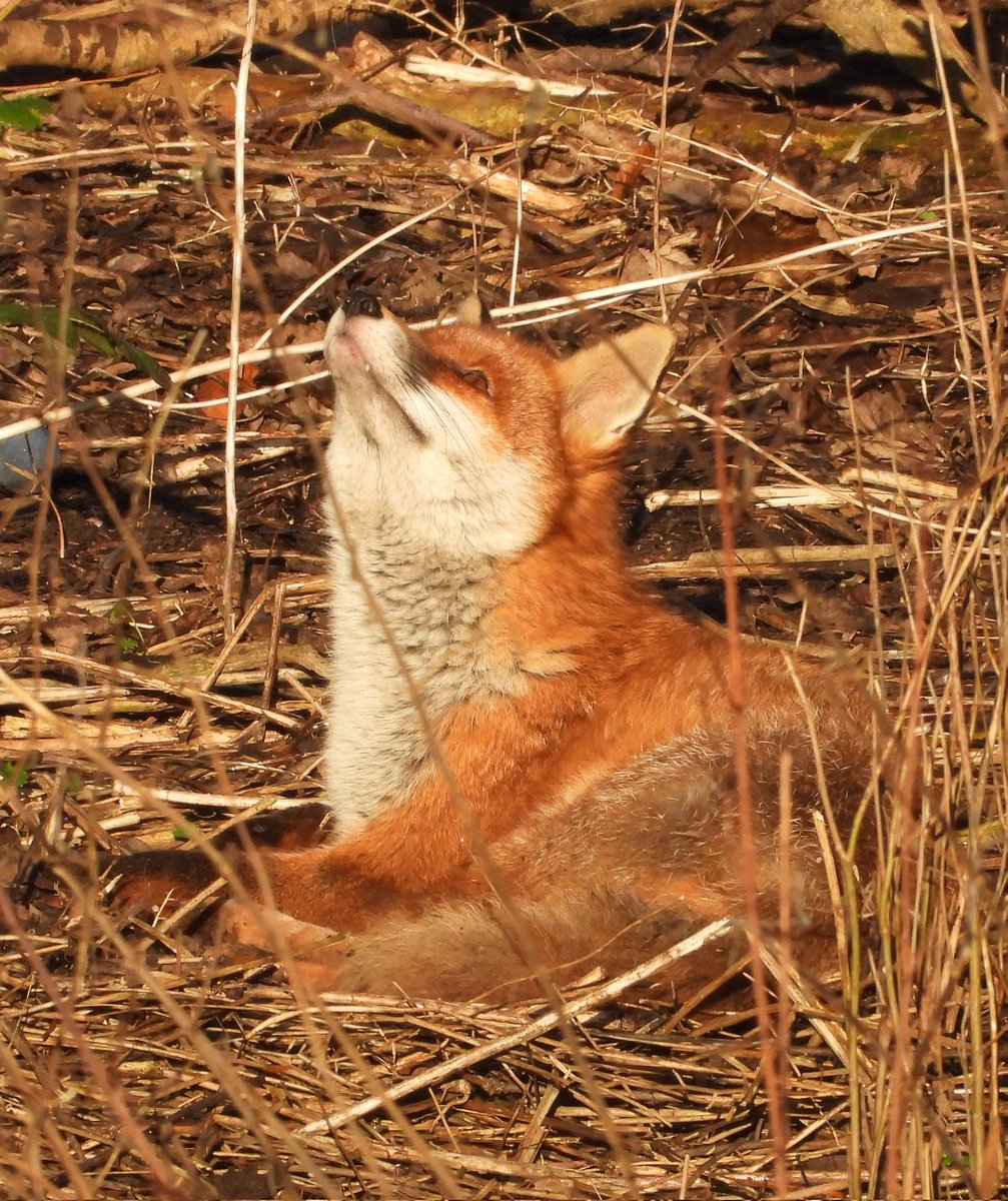 #FoxOfTheDay