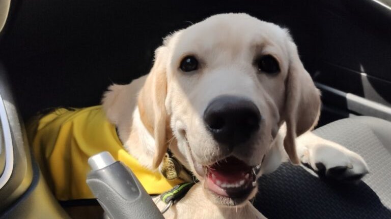 🦮La Fundación ONCE del Perro Guía no solo entrega perros, sino que construye puentes hacia una vida más independiente

🐾Así es la labor que realiza la #FOPG para formar a los perros guía

En <a href="/MELILLA_HOY/">PERIÓDICO MELILLA HOY</a> 
melillahoy.es/la-fundacion-o…