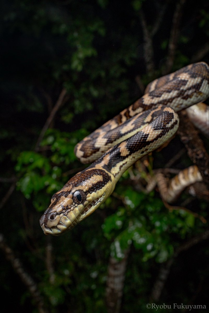 初日の晩に現れたカーペットパイソン Morelia spilota 1mほどの小さな