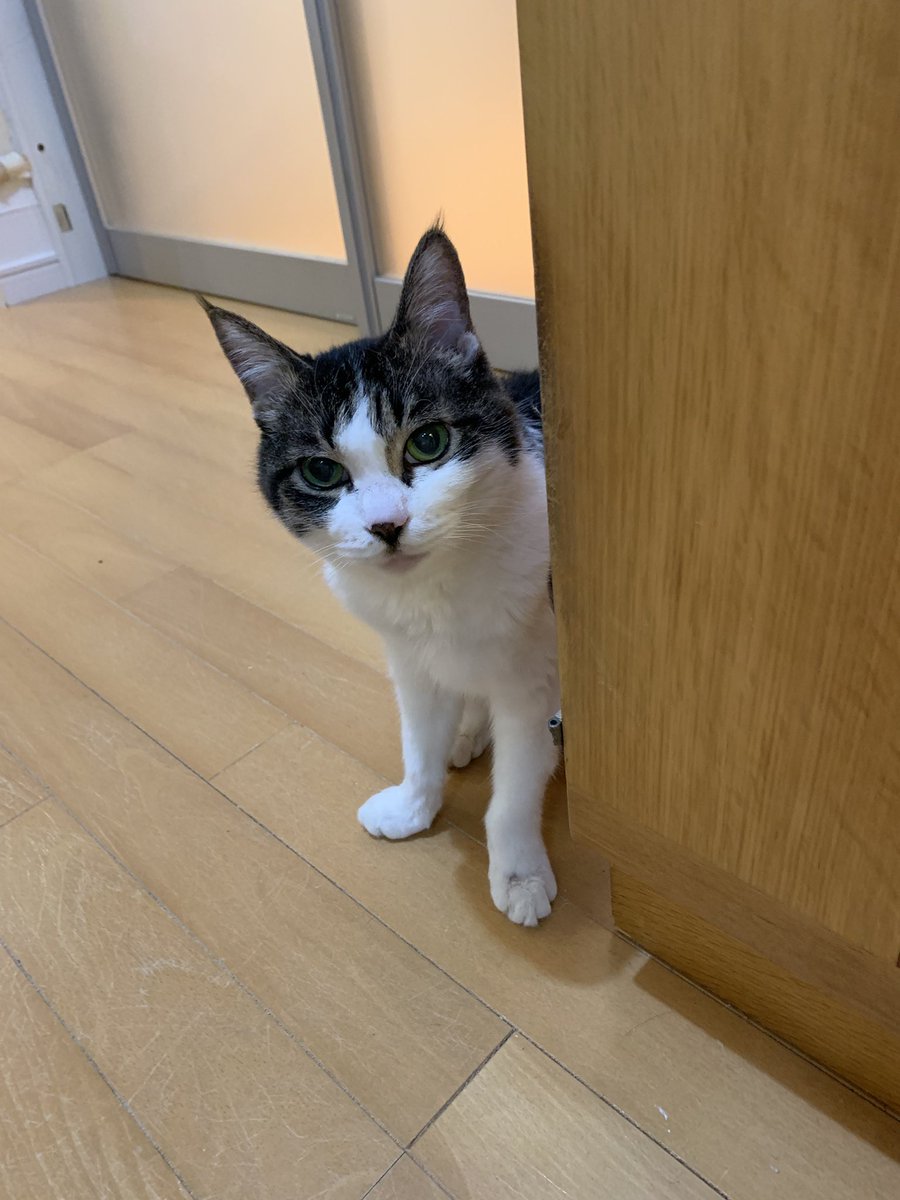 ventvert17's tweet image. にゃ。