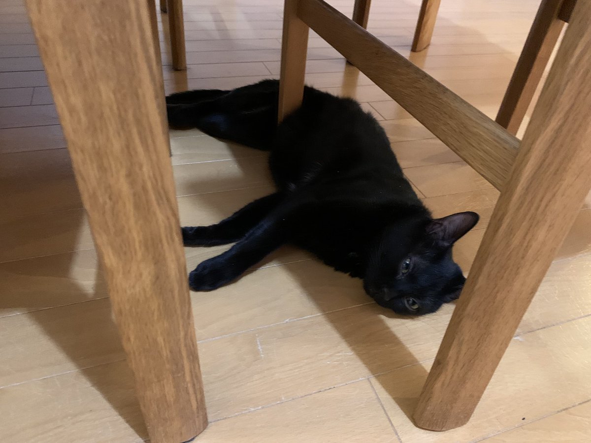 ventvert17's tweet image. にゃ。